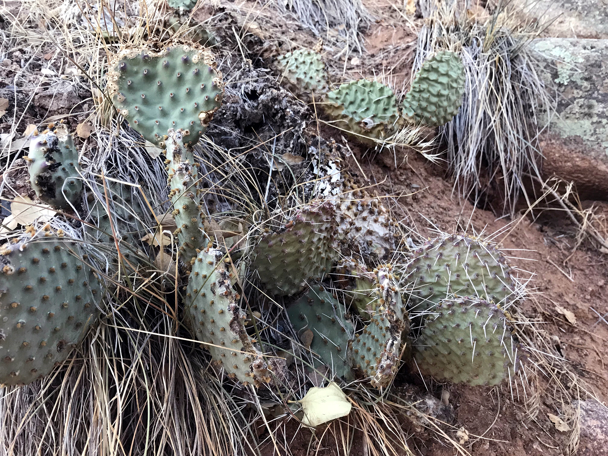 Generic Van Life - Cactus