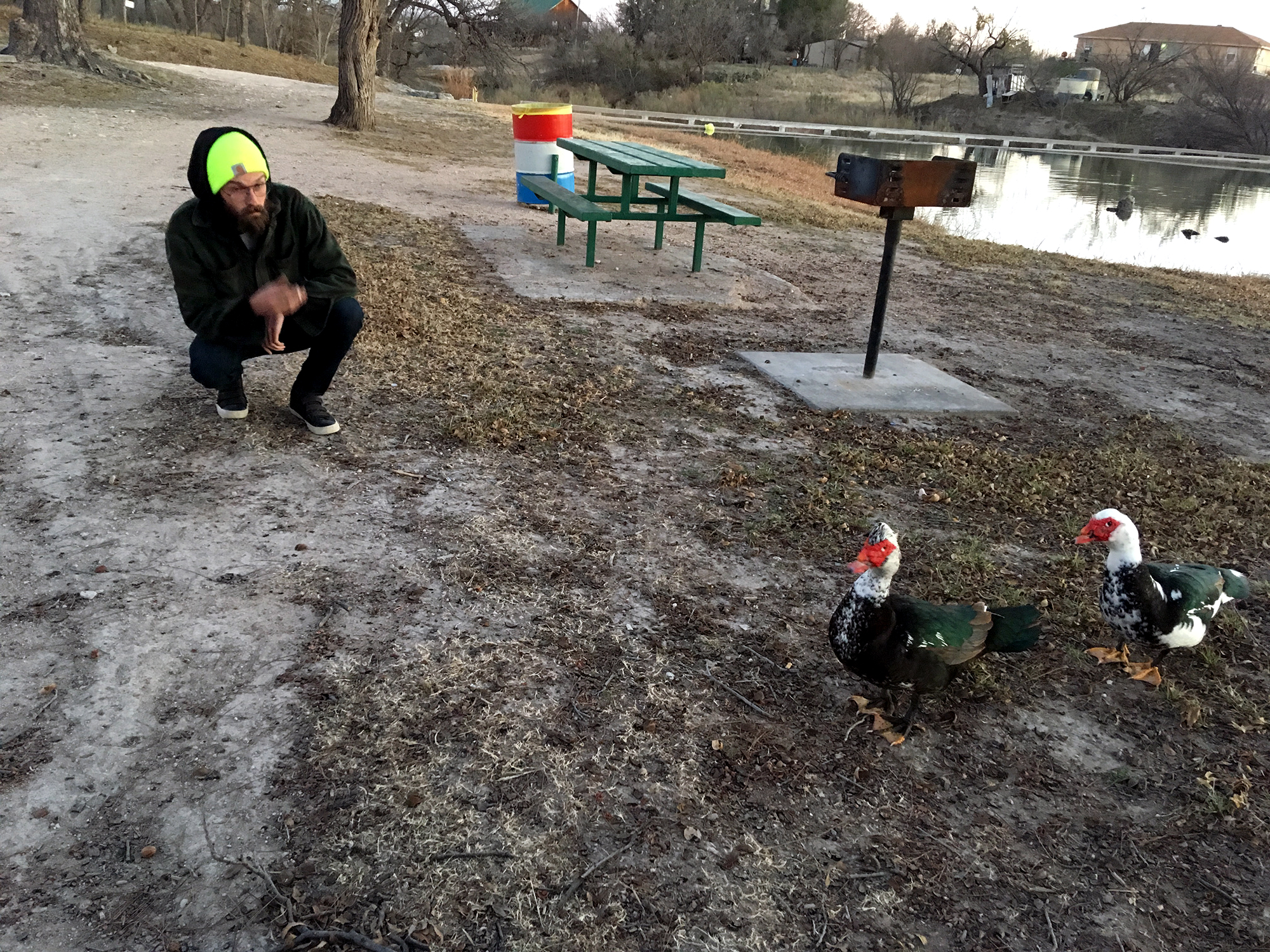Generic Van Life - Austin Muscovy Ducks