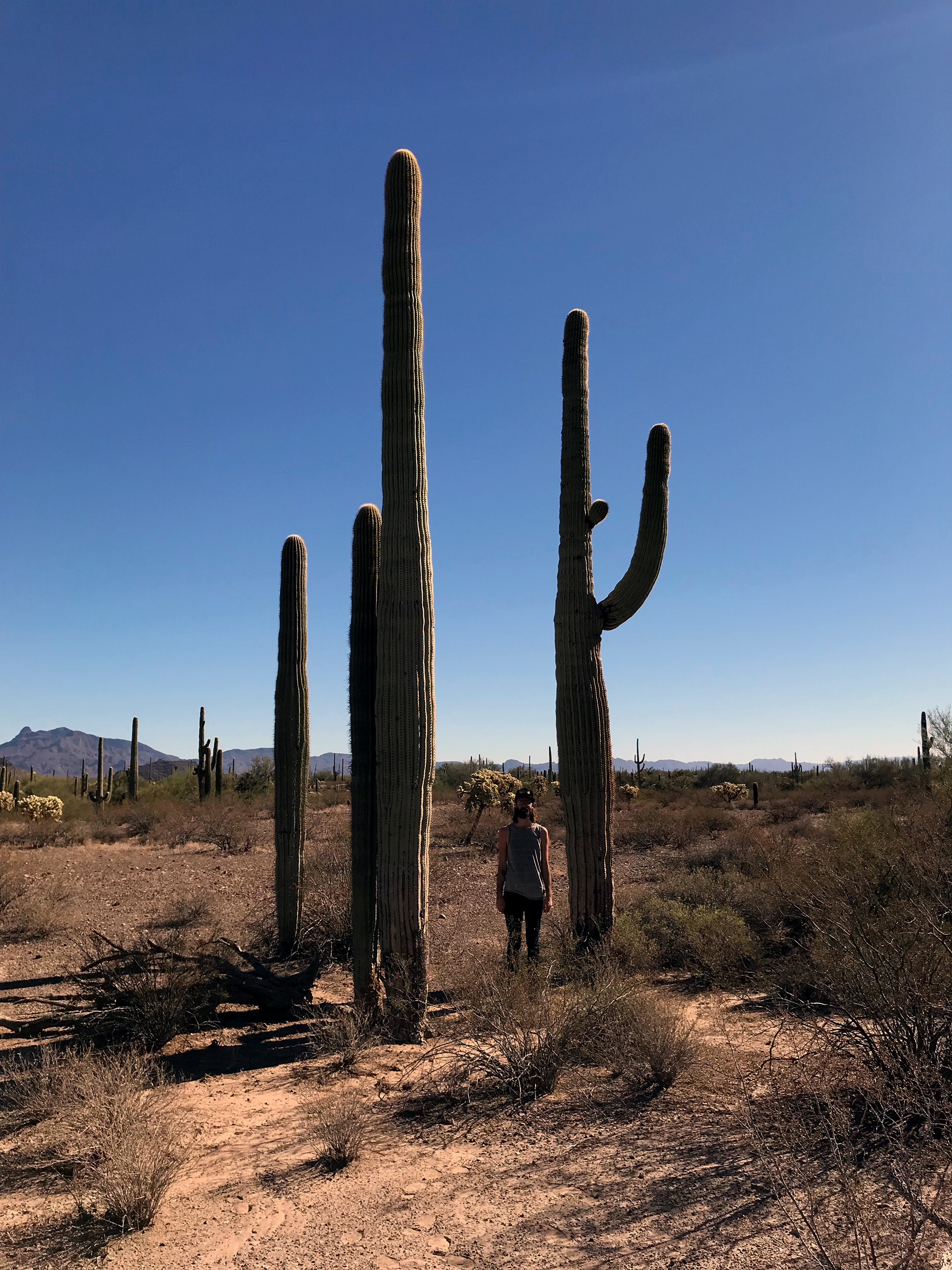 Generic Van Life - Tucson Cactuses