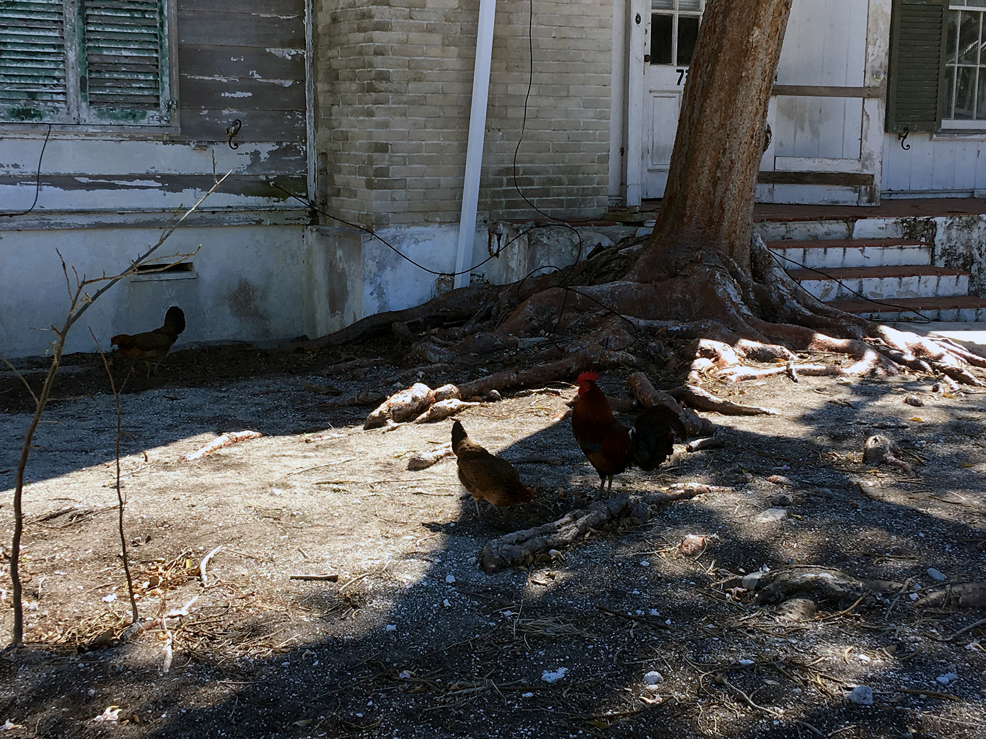 Generic Van Life - Key West Roosters