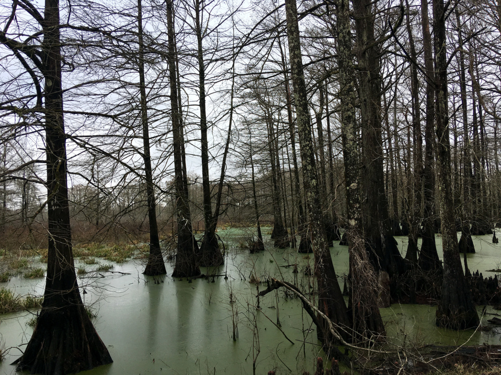 Generic Van Life - Louisiana Swamp