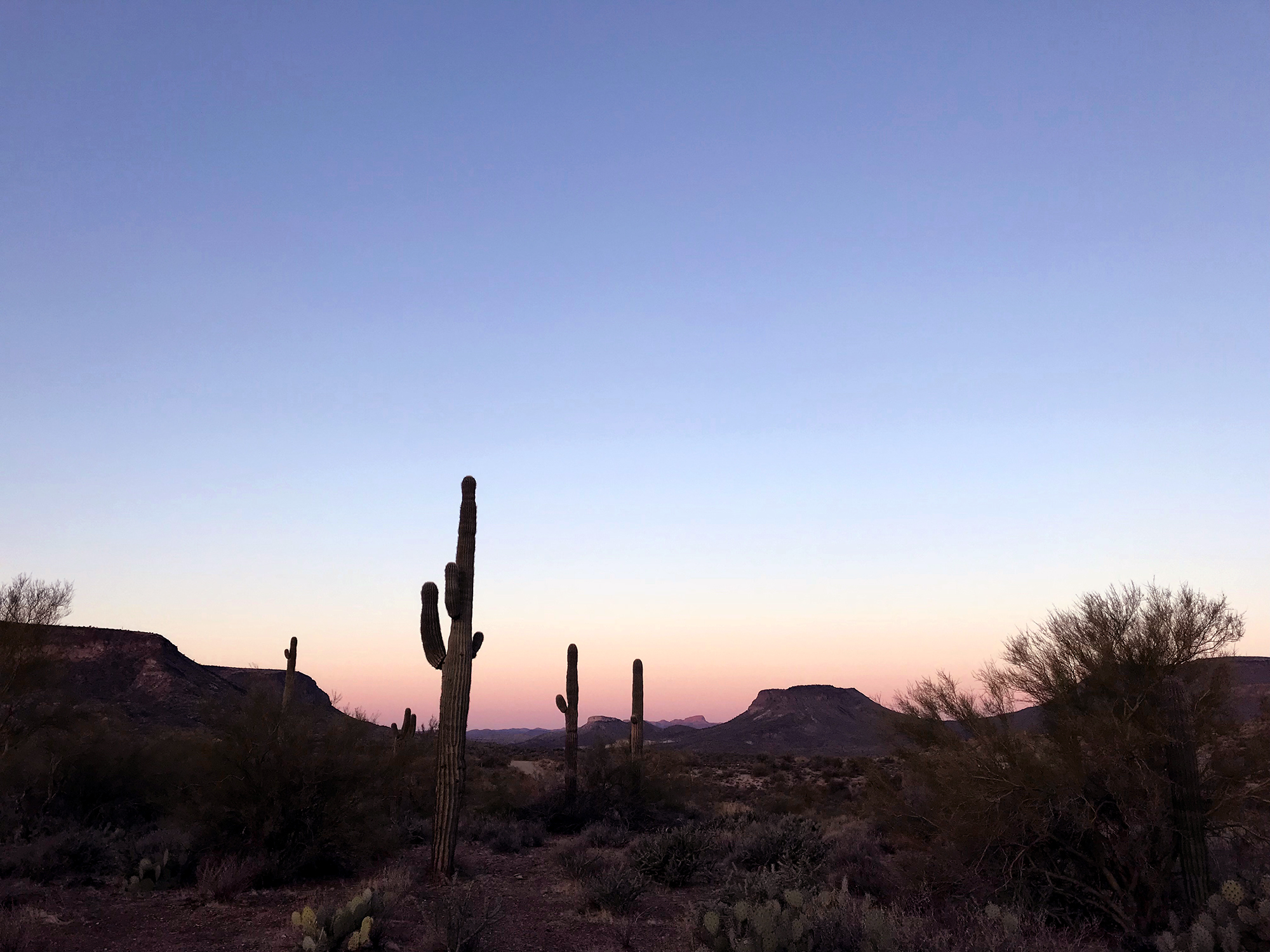 Generic Van Life - Albuquerque Cactuses