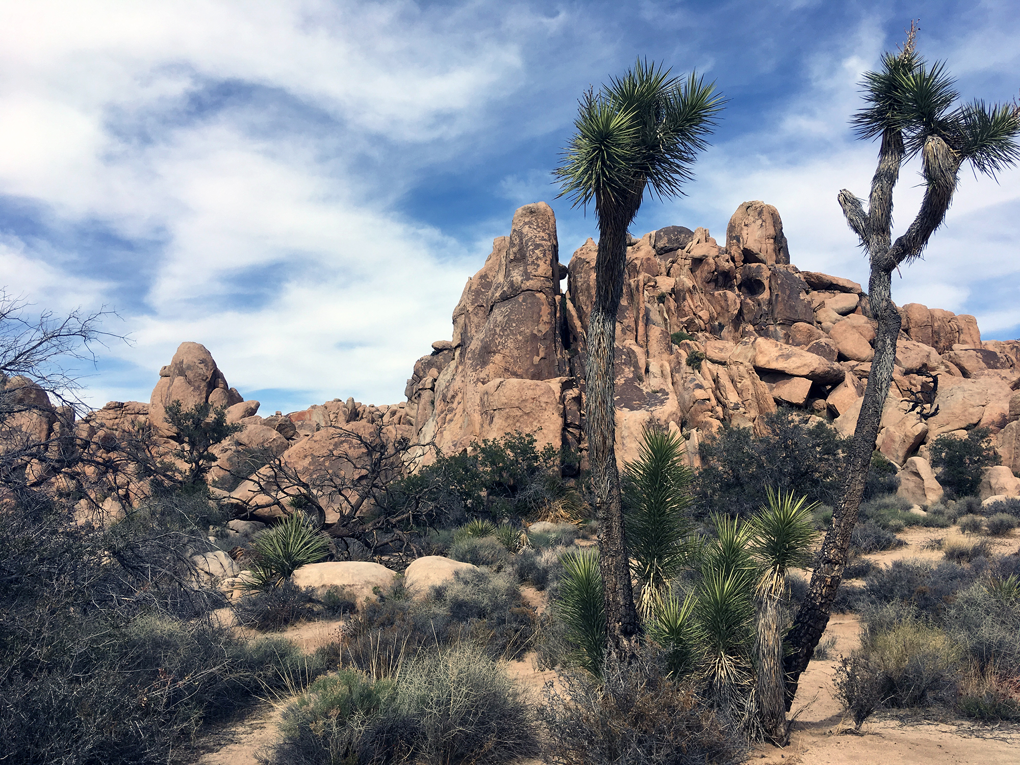 Generic Van Life - Southern California Joshua Trees