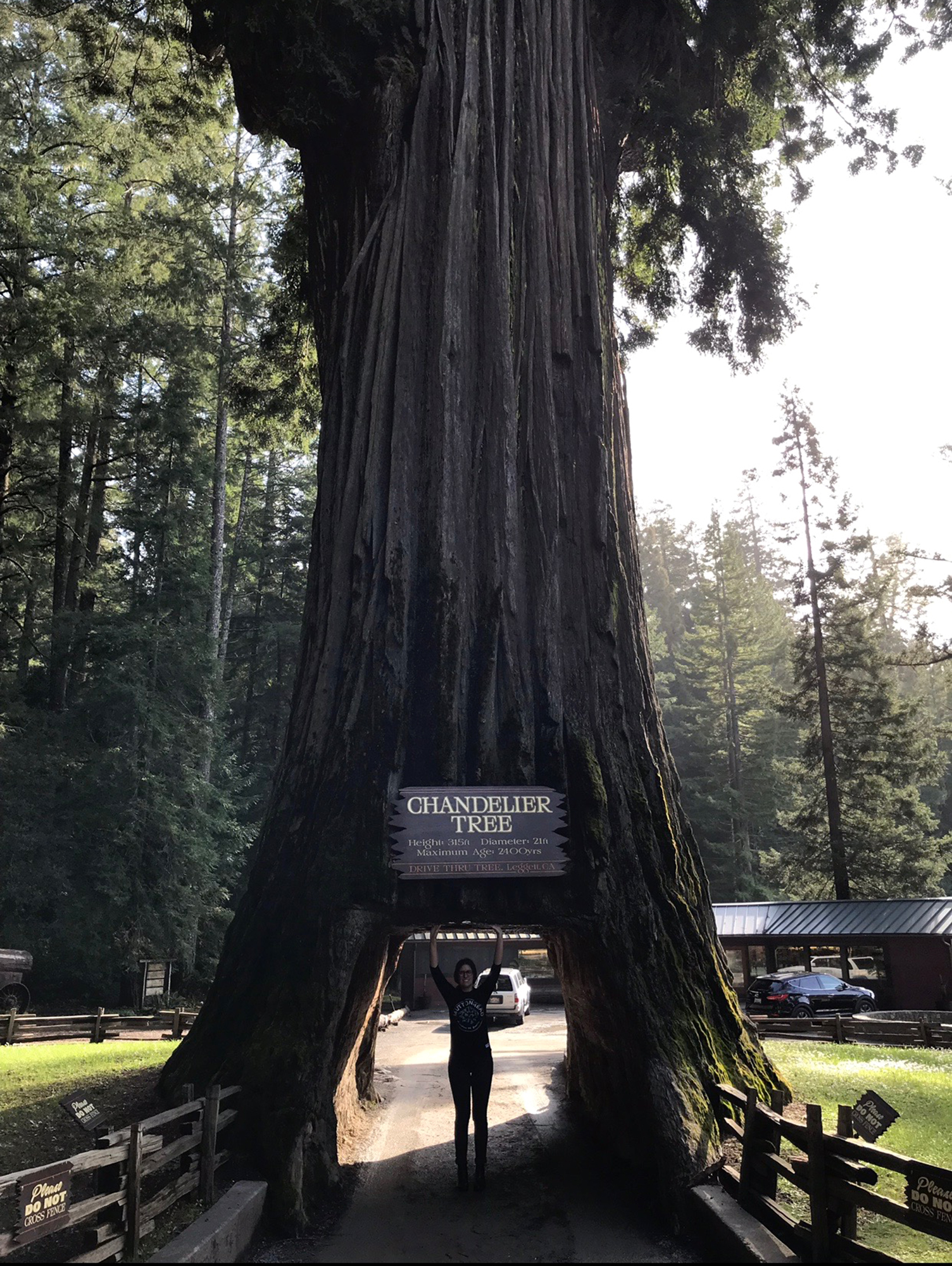 Generic Van Life - Northern California Chandelier Tree