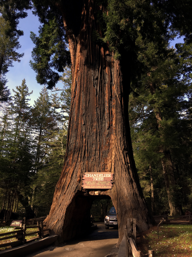 Generic Van Life - Northern California Drive Thru Tree