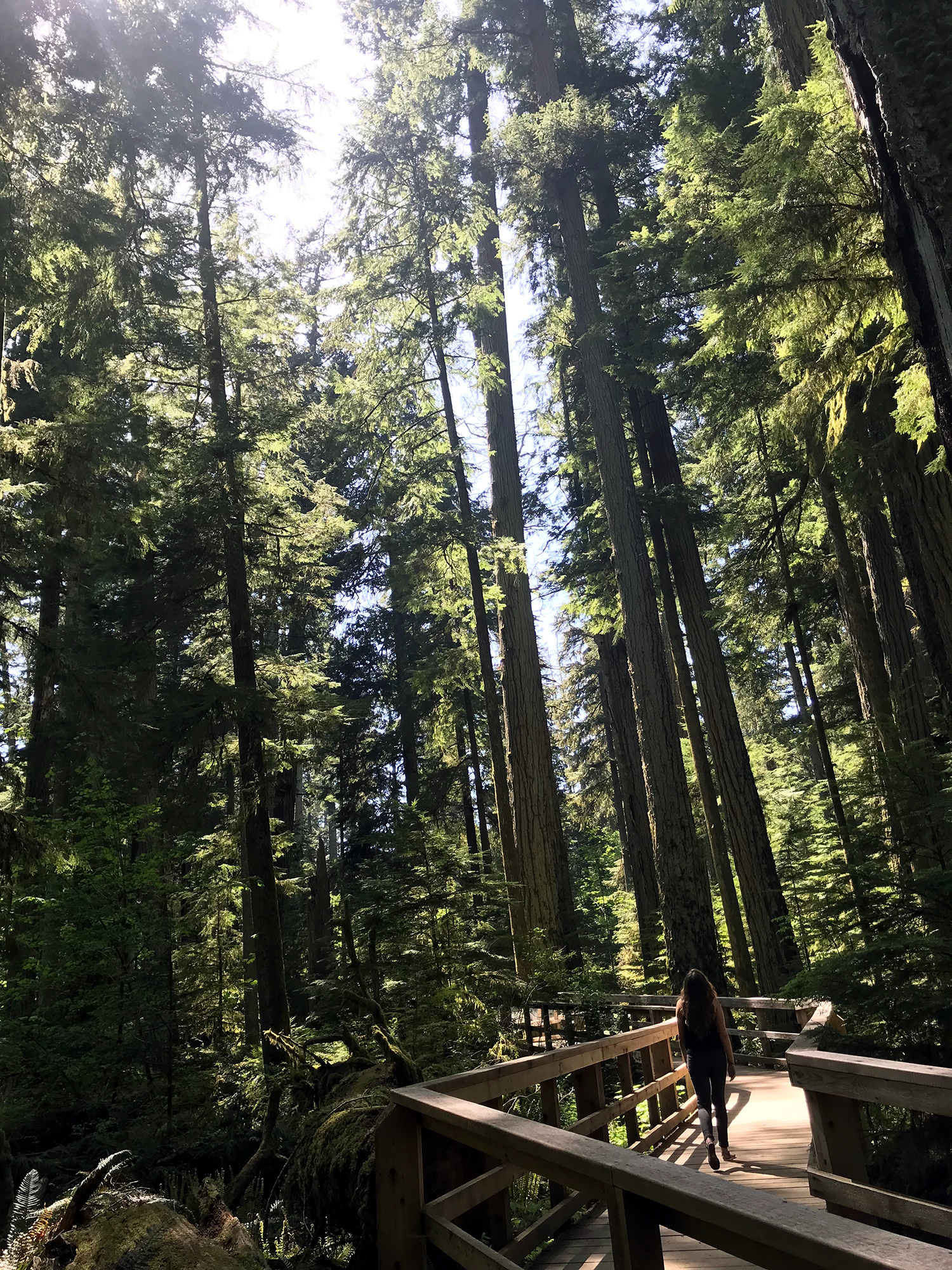 Generic Van Life - Vancouver Island Cathedral Grove