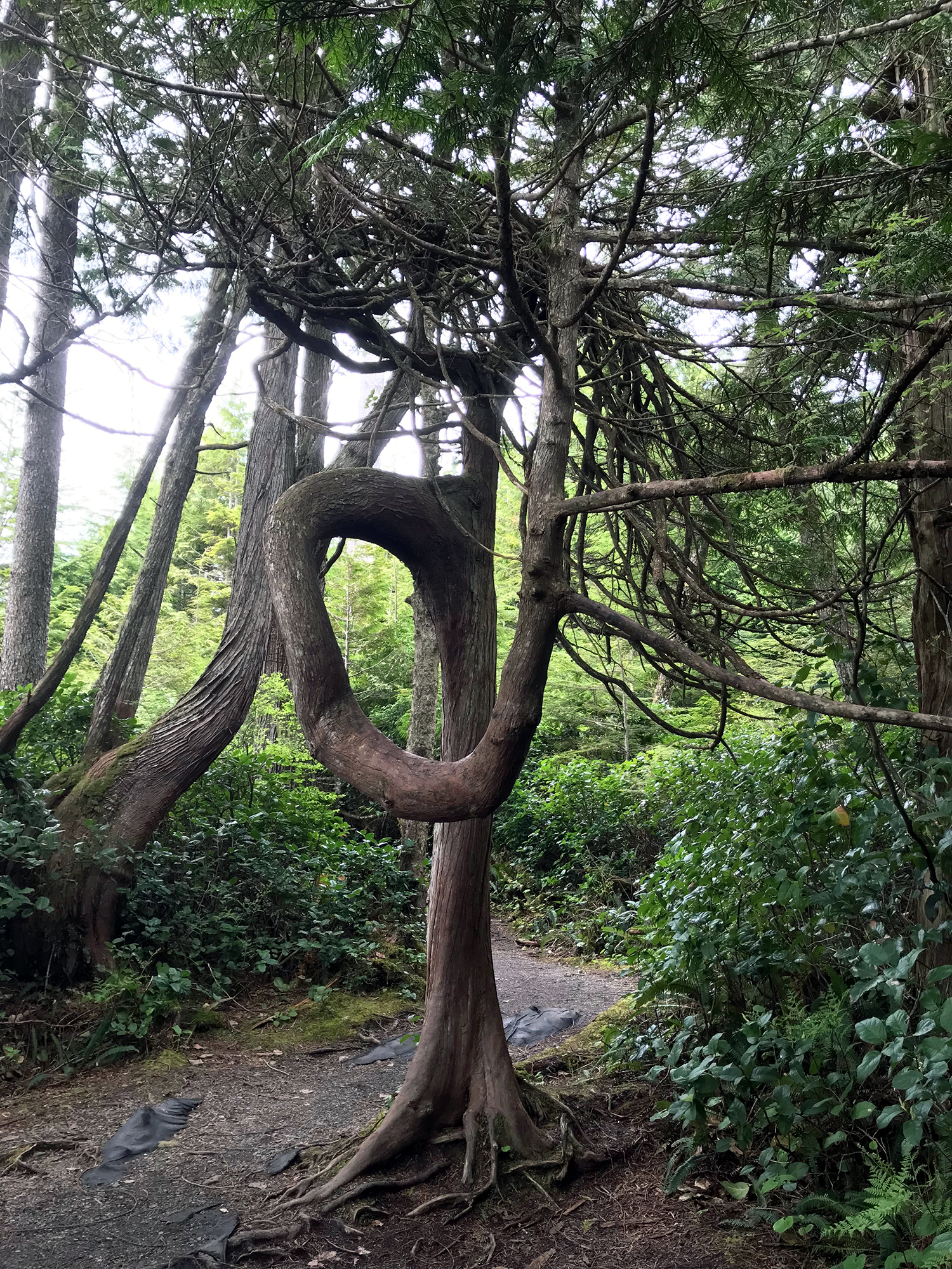 Generic Van Life - Vancouver Island China Beach