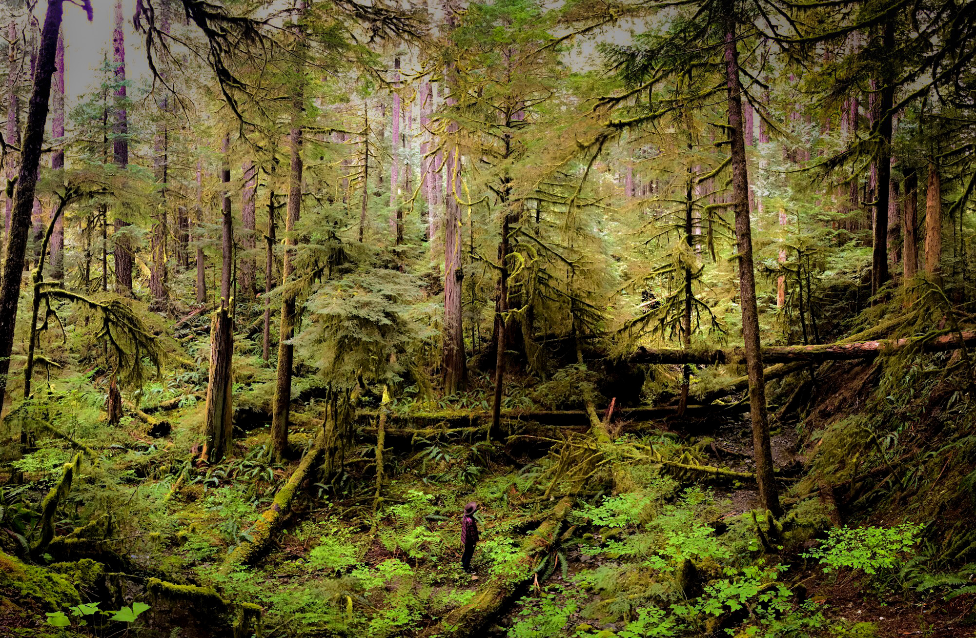 Generic Van Life - Vancouver Island Hemlock