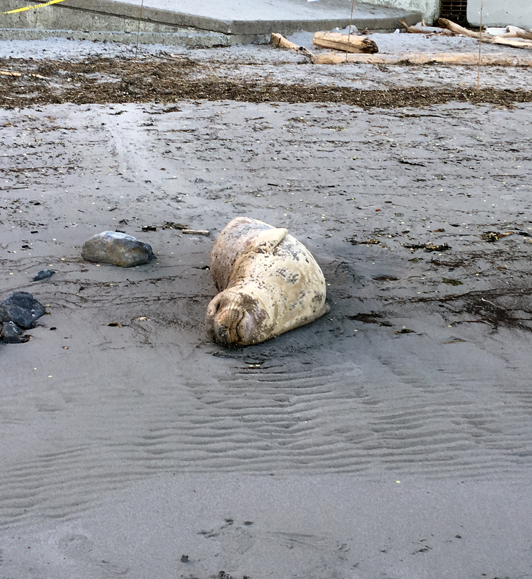 Generic Van Life - Vancouver Island Seal Molting Gonzales Bay