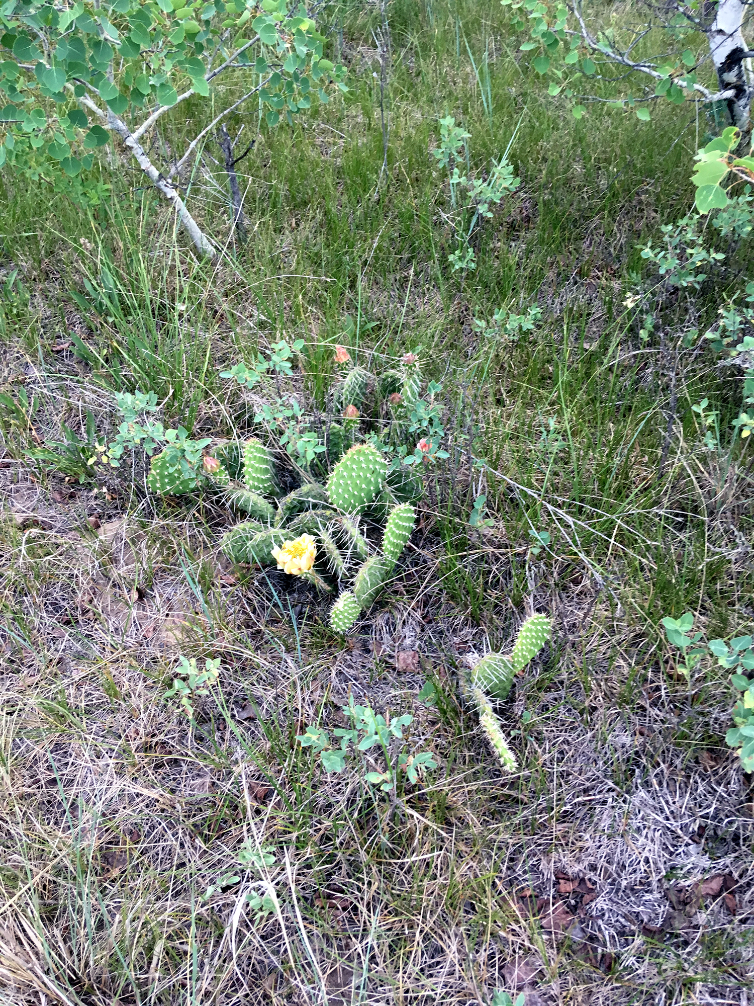 Generic Van Life - Saskatchewan Prickly Pear