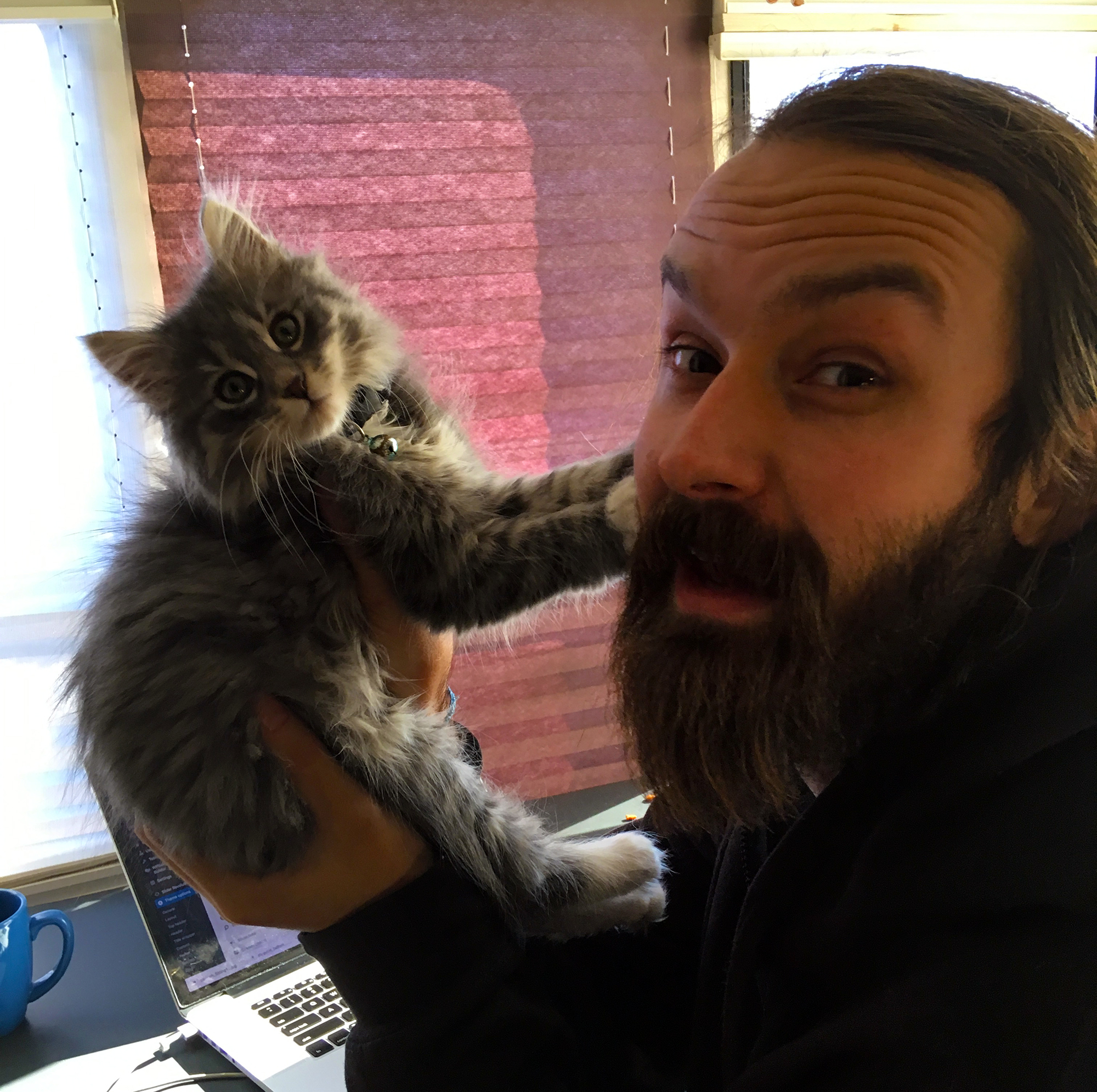 Generic Van Life - Banff Canmore Kitten