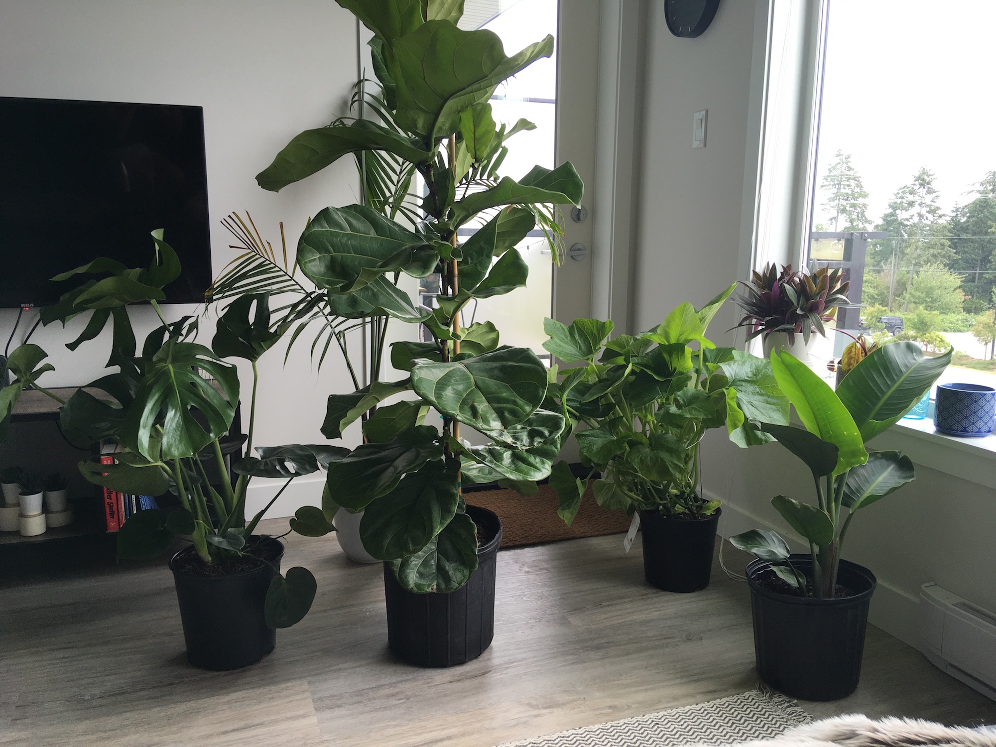 Generic Van Life - End of Van Life - Houseplants