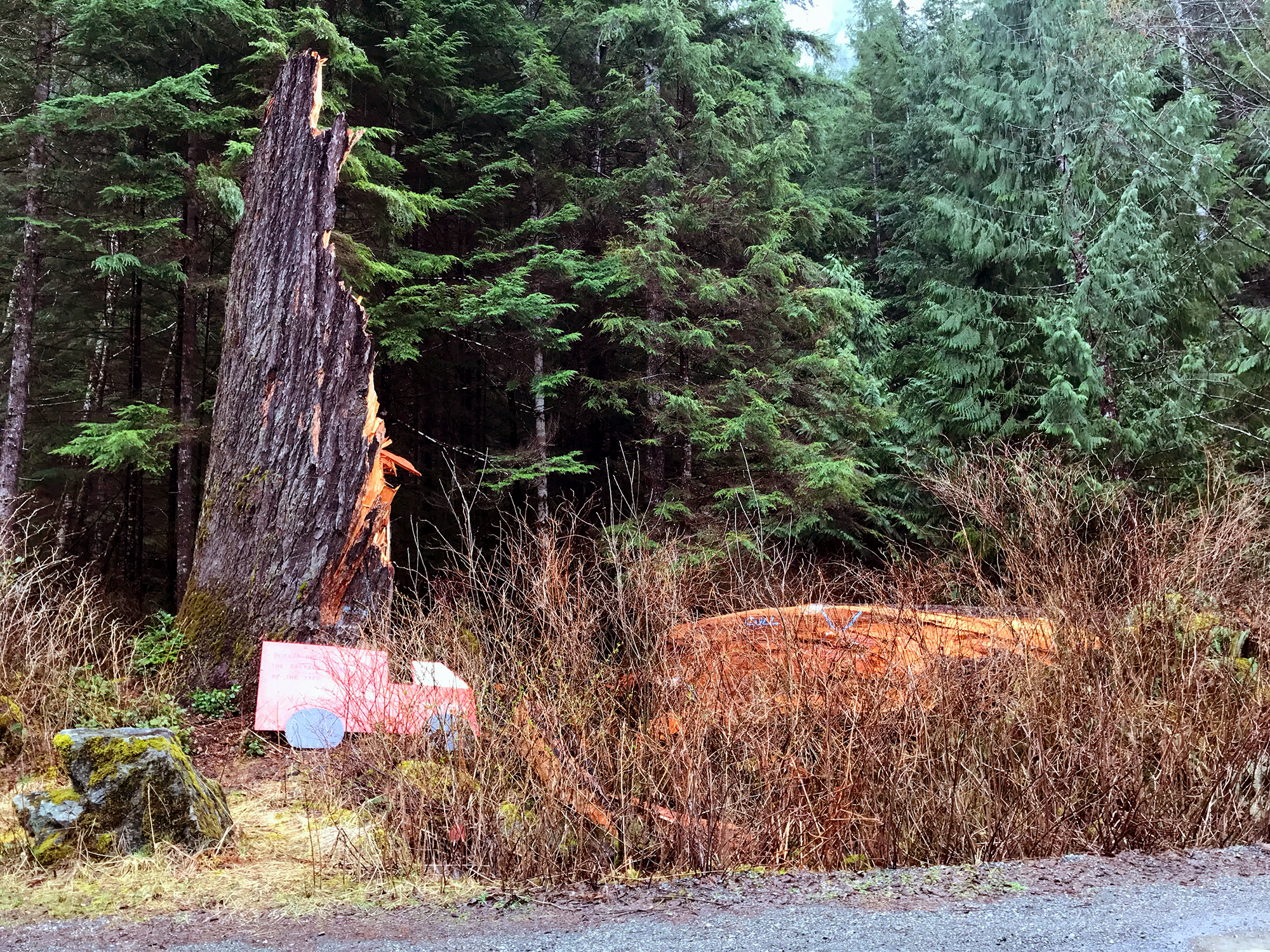 Generic Van Life - The Ultimate Vancouver Island Road Trip - Tahsis Presidents Tree