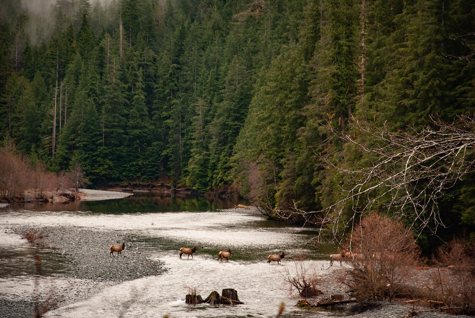 Generic Van Life - The Ultimate Vancouver Island Road Trip - Moutcha Bay Elk Crossing